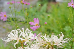 犬と散歩その道すがら