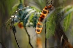 犬と散歩その道すがら