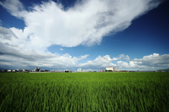 犬と散歩その道すがら