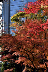 ビル群の中の紅葉３