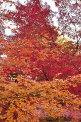 大都会の紅葉　後楽園