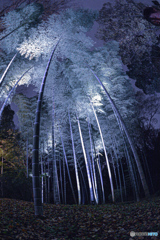 2022六義園２