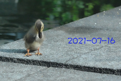 20210716C