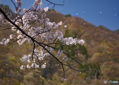 2016猿ヶ京桜３