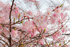 202304桜-2004