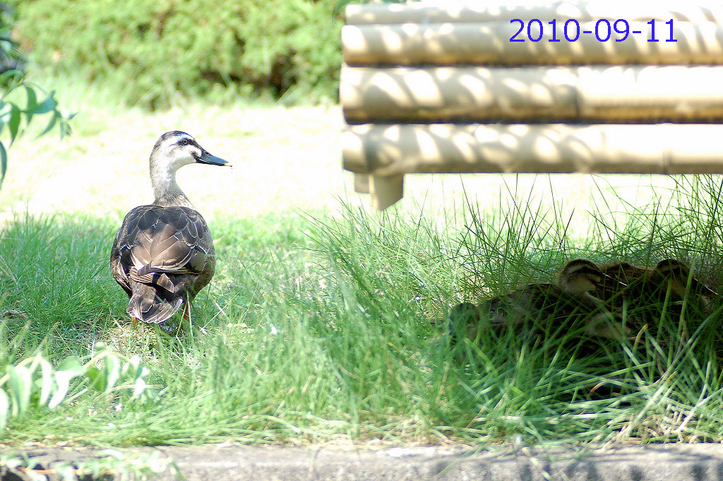 20100911A