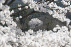 20250416月夜野５