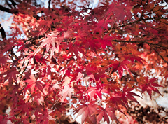 飛鳥山紅葉２
