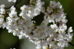 202304桜-1904