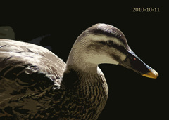 20101011A