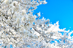 202304桜-1725