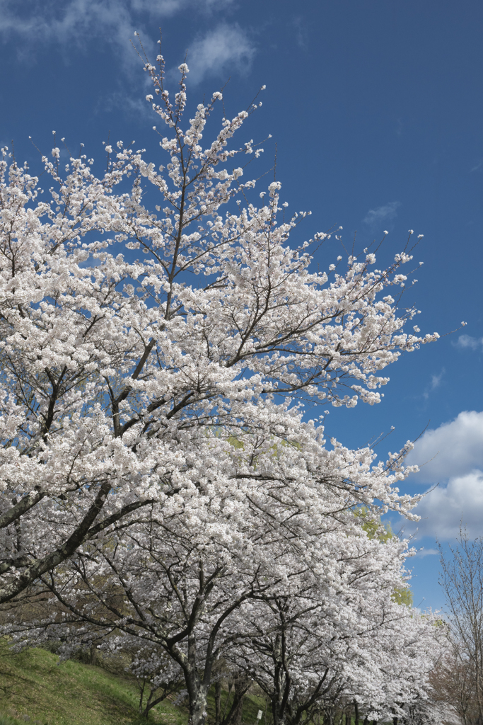 20250416月夜野６