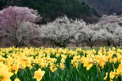 202304桜-1864