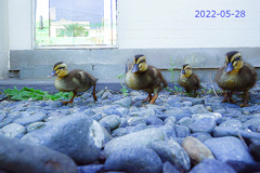 20220528O