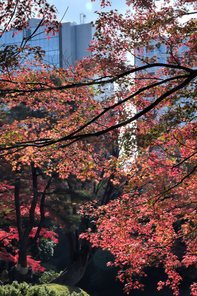 小石川後楽園３