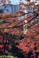 小石川後楽園３