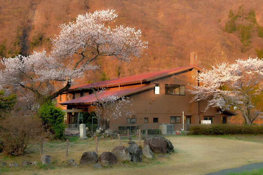 202304桜-2056