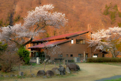 202304桜-2056
