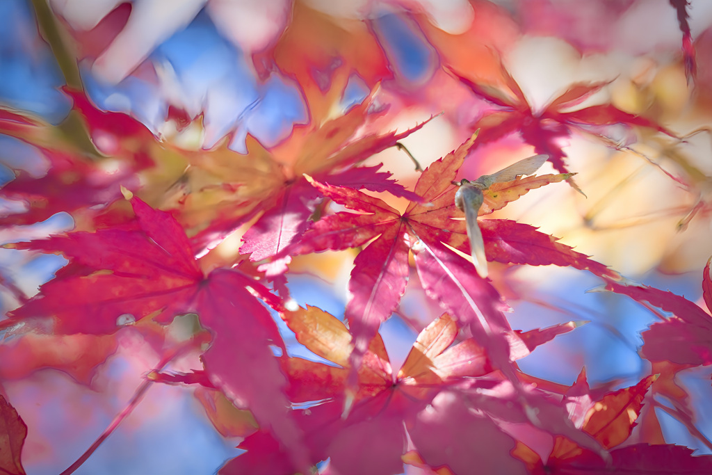 飛鳥山紅葉３