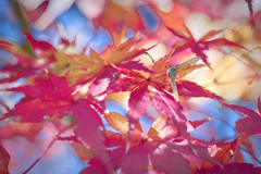 飛鳥山紅葉３
