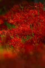 20250926巾着田彼岸花１