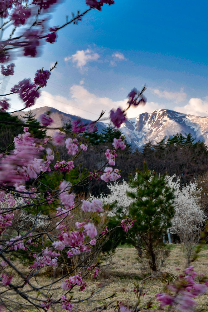 202304桜-1788