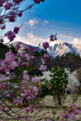 202304桜-1788