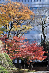 ビル群の中の紅葉１
