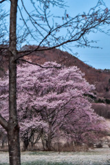 202304桜-1952