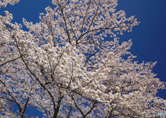 2016猿ヶ京桜２