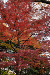 大都会の紅葉　後楽園２