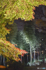 2022六義園１