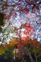 大都会の紅葉　後楽園５