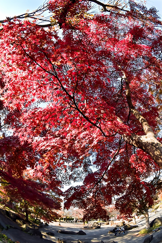 飛鳥山紅葉５