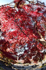 飛鳥山紅葉５
