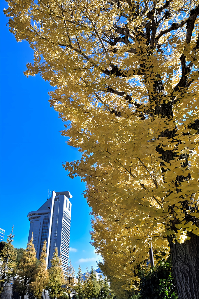後楽園紅葉