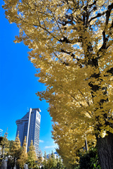後楽園紅葉
