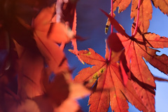 飛鳥山紅葉４
