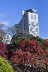 大都会の紅葉　後楽園３