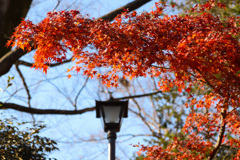 紅葉と街頭