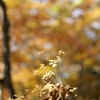 紅葉2