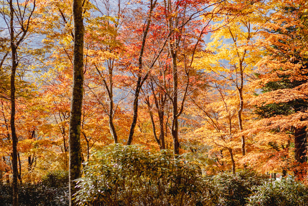 紅葉のバイキング