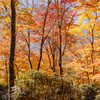 紅葉のバイキング