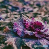 モリモリ葉牡丹