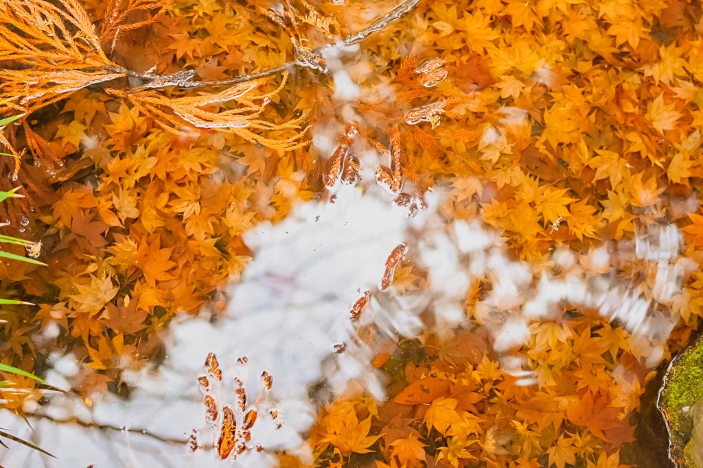 透き通った水とニンジンみたいな紅葉