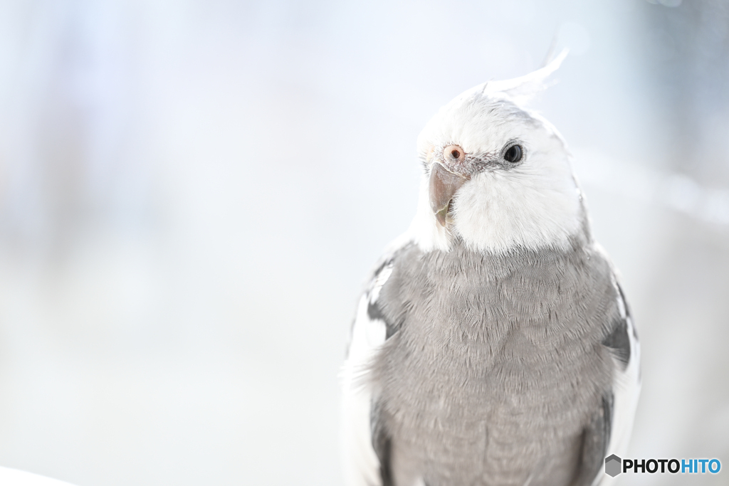 実家のインコくん