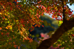 紅葉2