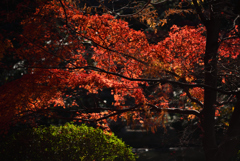 紅葉3