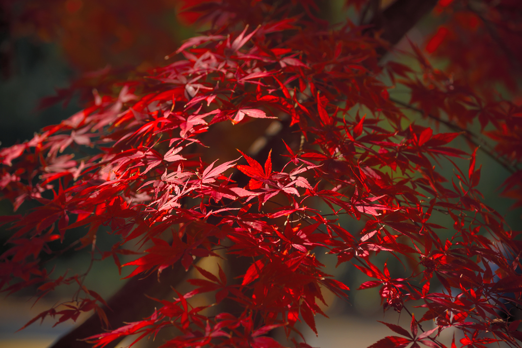 紅葉