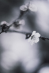 Winter Blossom
